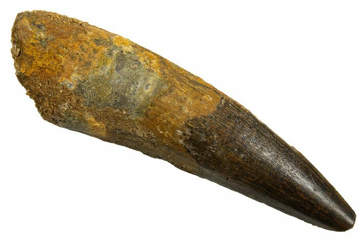 Fossil Spinosaurus Tooth - Real Dinosaur Tooth #330078